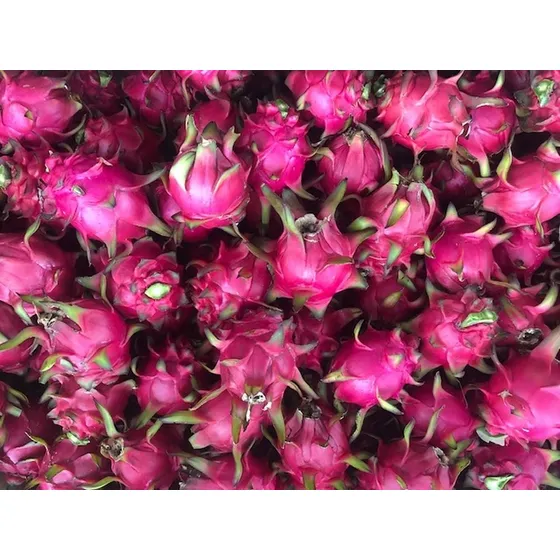 Kit Pitaya Casca Vermelha 5 Mudas Polpa Branca +5 P Vermelha