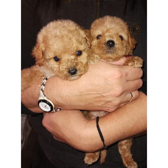Caniche Mini Toy