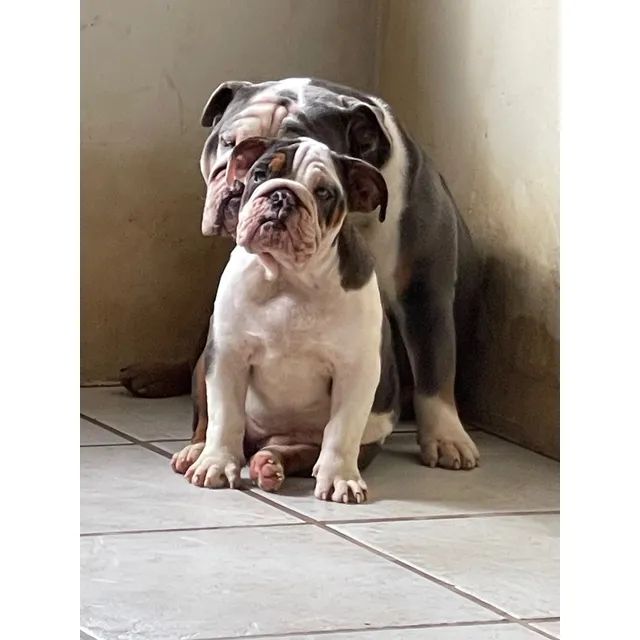 Cachorra De Bulldog Inglés Exótica Ojos Azules