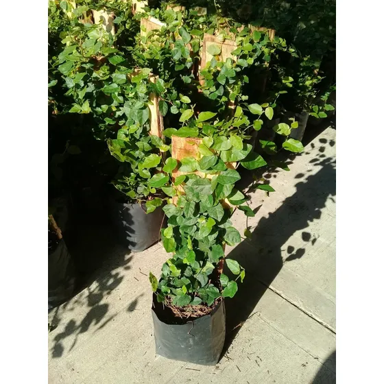 Ficus Pumila Planta Moneda Enredadera 6 Pzas