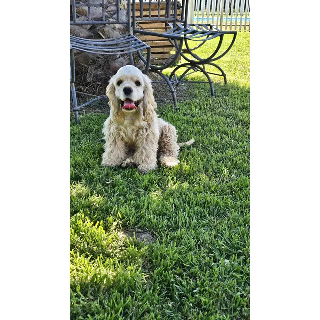 Cachorra Cocker Spaniel Americano