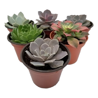 Echeverias 6 Pzas Echeverias 6 Pzas