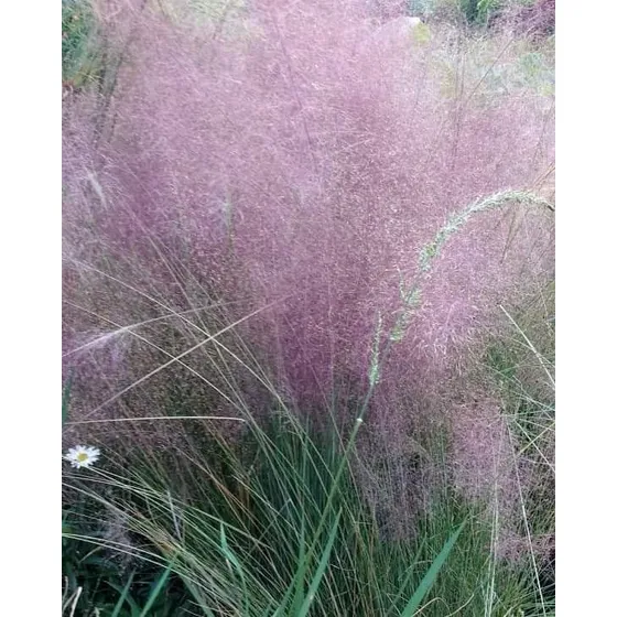 Planta Muhlenbergia Capillaris Hierba De Cabello Rosado 3lts