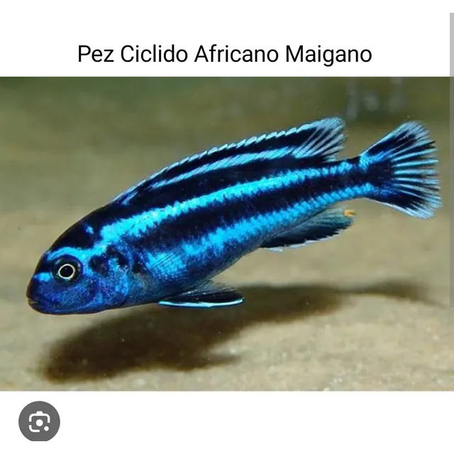 Pez Ciclido Africano Mbuna Maigano