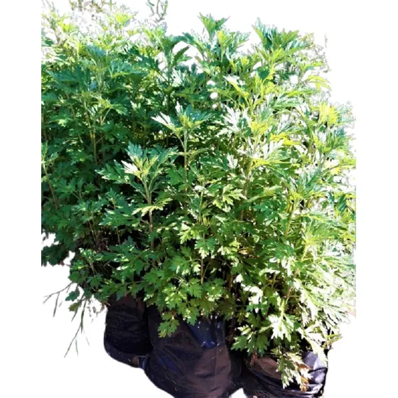 Vivero Orgánico Cielo Verde  Artemisa Vulgaris Artemisia