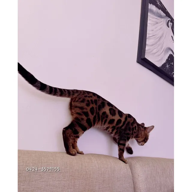 Gatos Begali Listo Para Entregar, Con Pedigree
