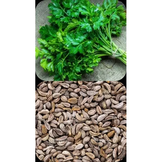 250 Gramos De Semillas De Perejil Listo Para Sembrar 