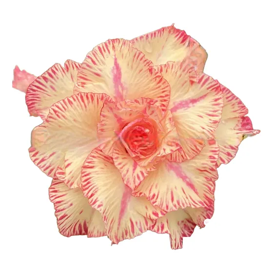 Rosa Do Deserto - Enxerto - Filo