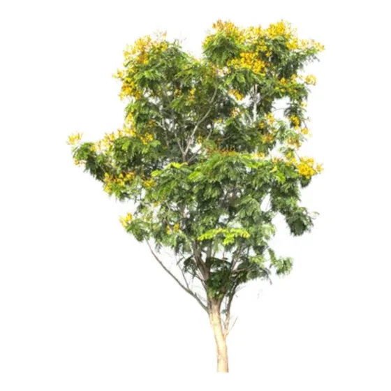 Árbol Acacia Mimosa Envío Gratis 