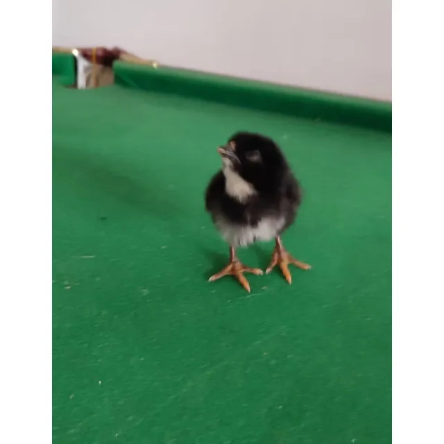 Pollitos Bb Puros De Yersey Gigante 