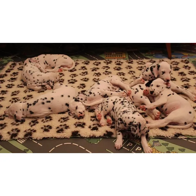 Autentico Cachorros Dalmatas Calidad A-1, Padres Importados