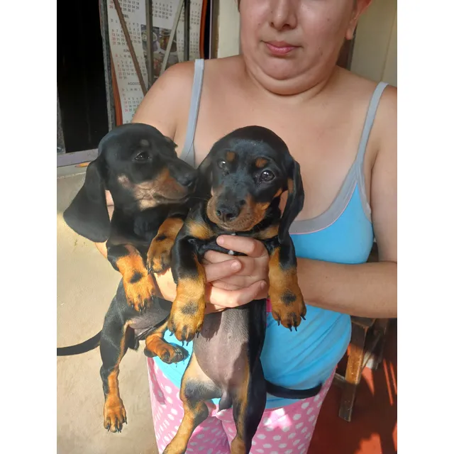Cachorros Salchichas Teckel