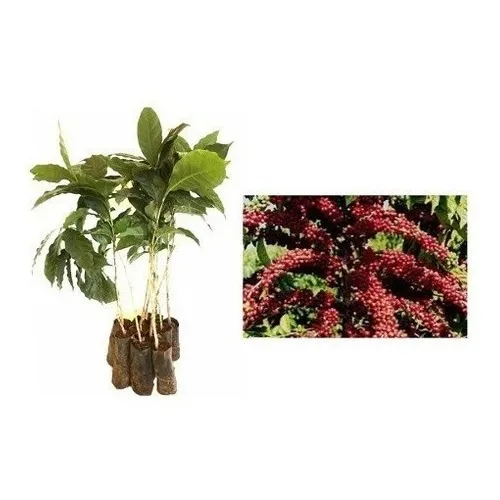 Mudas De Café Catuaí Vermelho  - Kit Com 10 Mudas