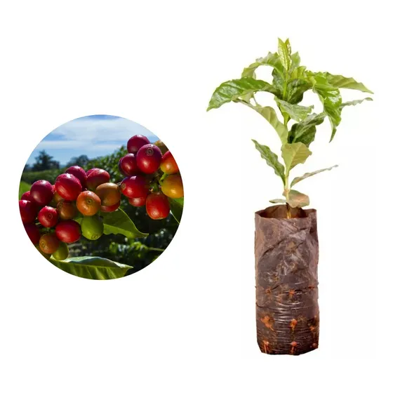 Muda De Café Arábica Produzindo