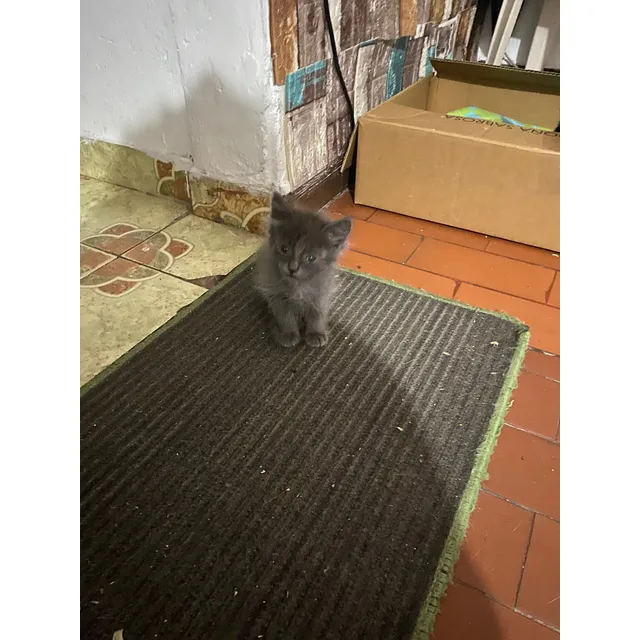 Hermosos Gatos Nebelung