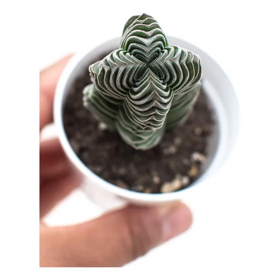 Crassula Buddha's Temple Suculenta Colección N° 6