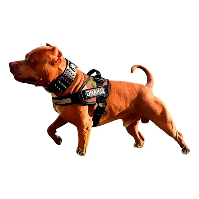 Arnes Personalizado Pitbull Terrier Marca Breeder