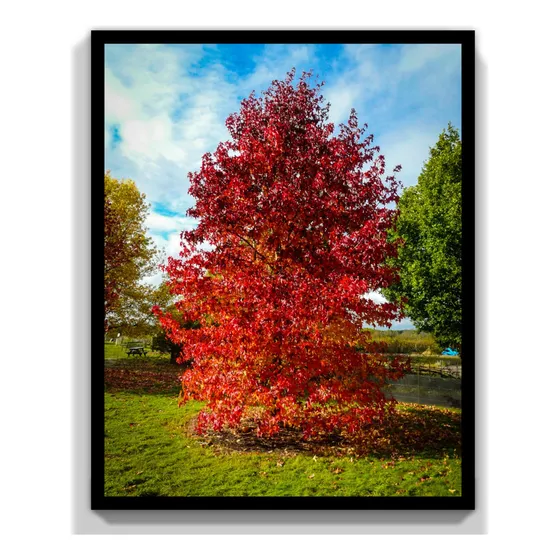 Liquidambar Árbol Ornamental