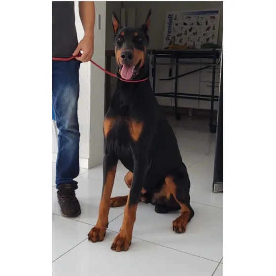 Filhote De Dobermann