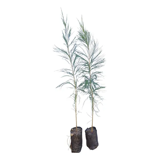 Casuarinas