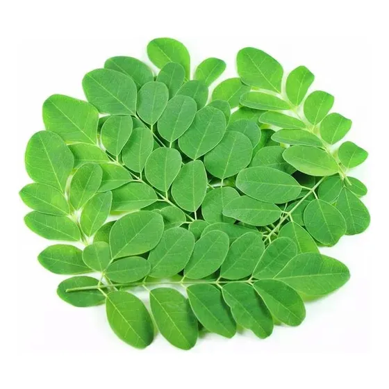 Planta Árbol Comestible Moringa Oleífera  