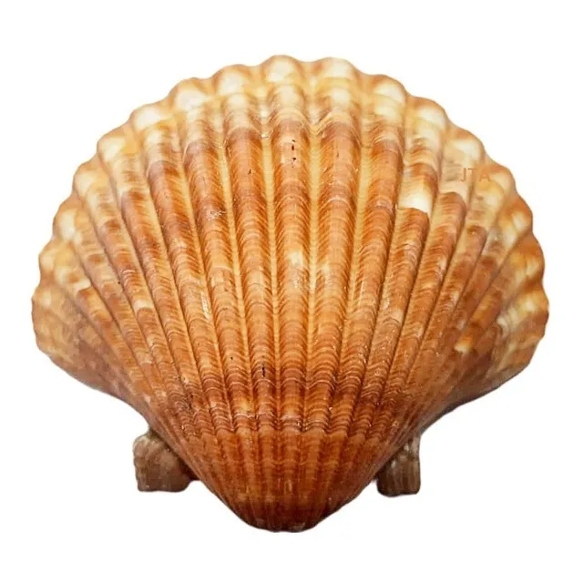 Concha Shell Casquinha Siri Vieira 5 Un Grande Funda 
