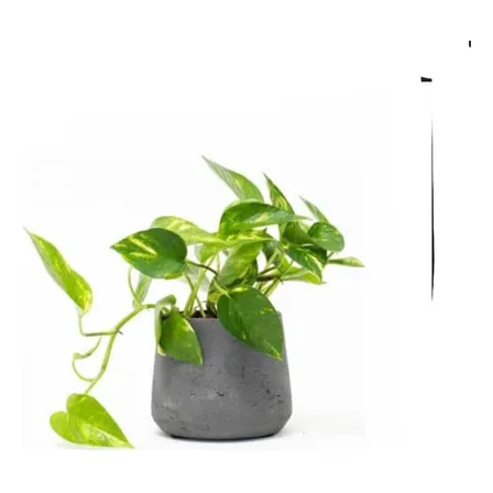 Potus - Photos  Planta Enredadera Trepadora Ornamental