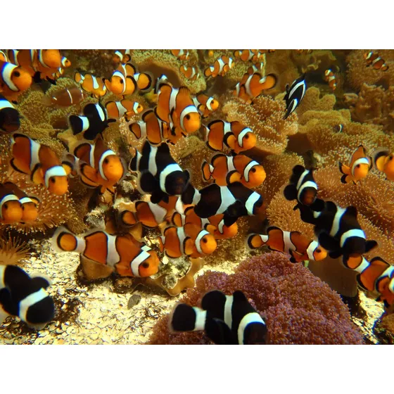 Peixe Palhaço- Ocelaris- Nemo (frete Incluso Acima De 6 U.)