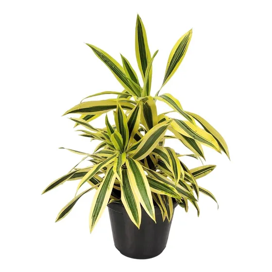 Dracena Reflexa Pleomele Variegata P15 Planta Natural
