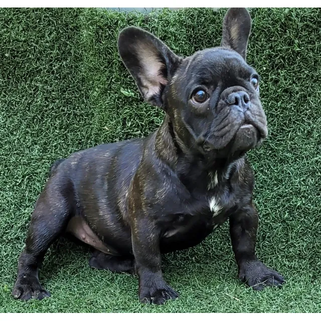 Cachorro Bulldog Frances Color Blancos Blue Gris Azul