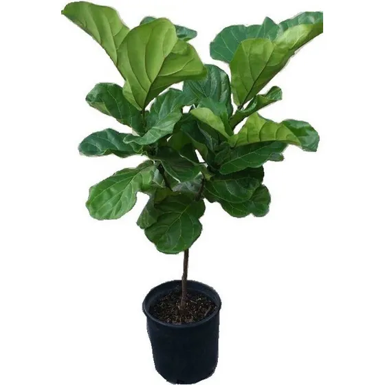 Ficus Pandurata Lyrata Hermosos