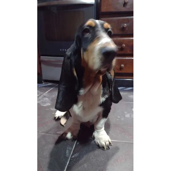 Basset Hounds 