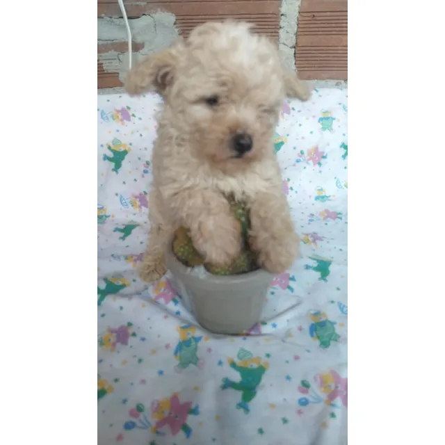 Cachorra Tasita De Te Eje Cafetero Animal Pets Colombia 