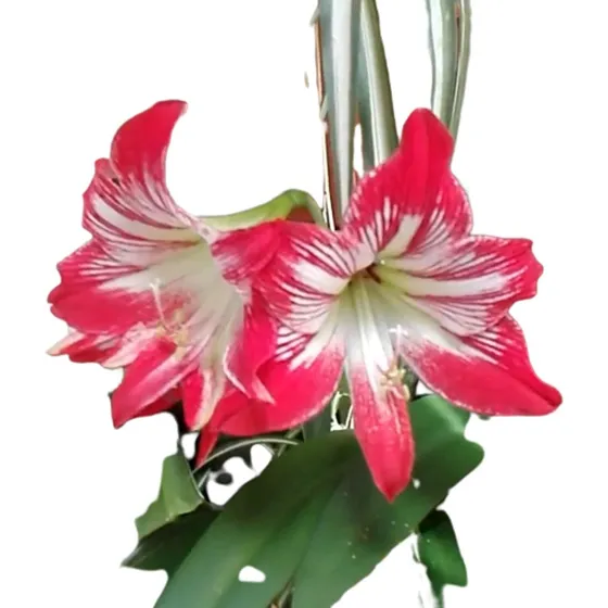 Planta Amaryllis Hippeastrum En Maceta Variedad Amsterdam