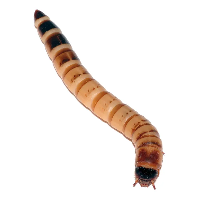Zophobas Morio 125 Unidades