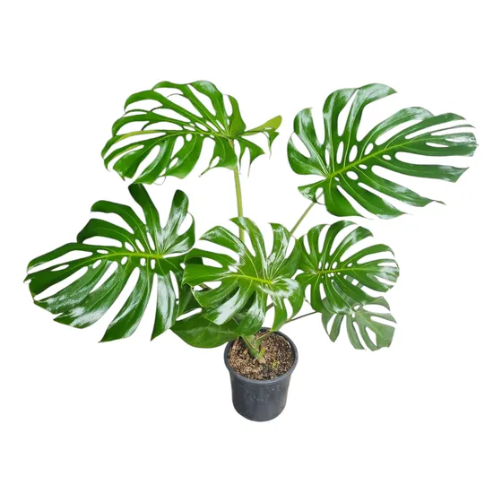 Planta Esqueleto De Caballo