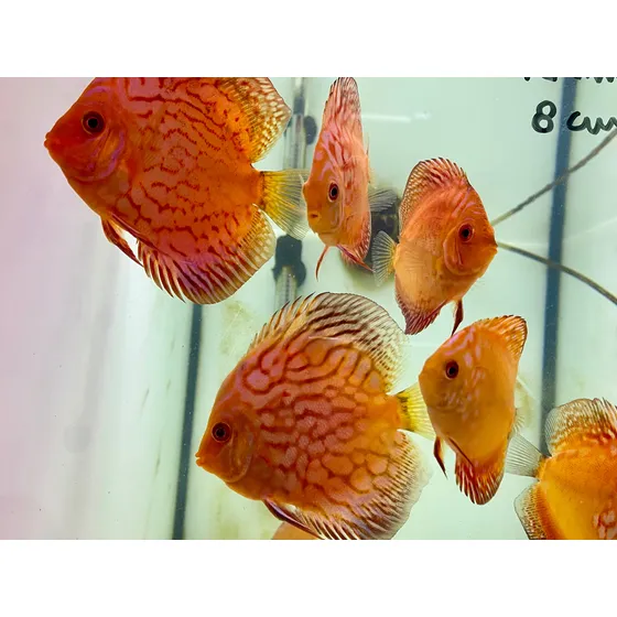 Acara Disco Red Map-  12 Cm