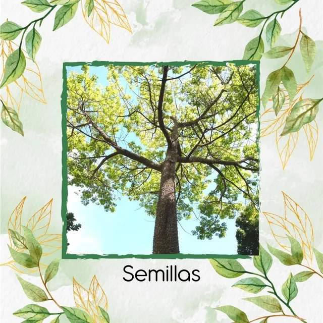 20 Semillas De Árbol Ceiba Pentandra