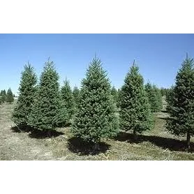 Pino Plantas Árbol De Montaña Grandes .