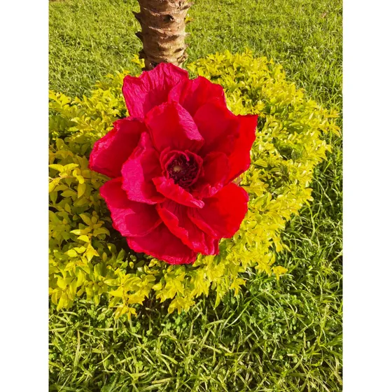 Flores De Papel Gigante