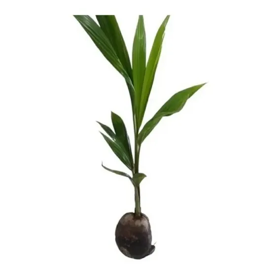  Kit - 3 Mudas De Côco Anão Precoce - Mudas Com 50 Cm
