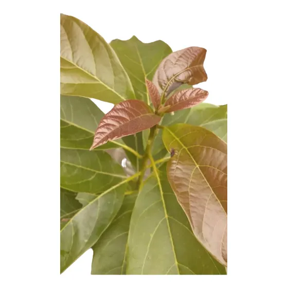 Árbol De Palta Grande 50 A 70 Cm