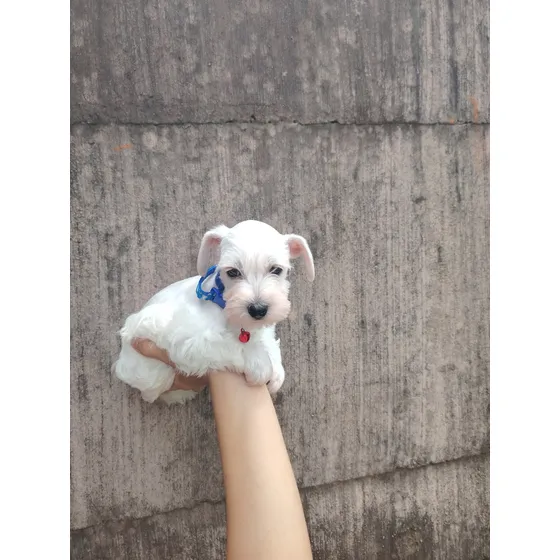 Schnauzer Miniatura