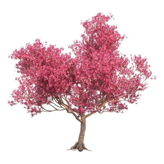 Lapacho Blanco, Amarillo, Rosado Y Rojo