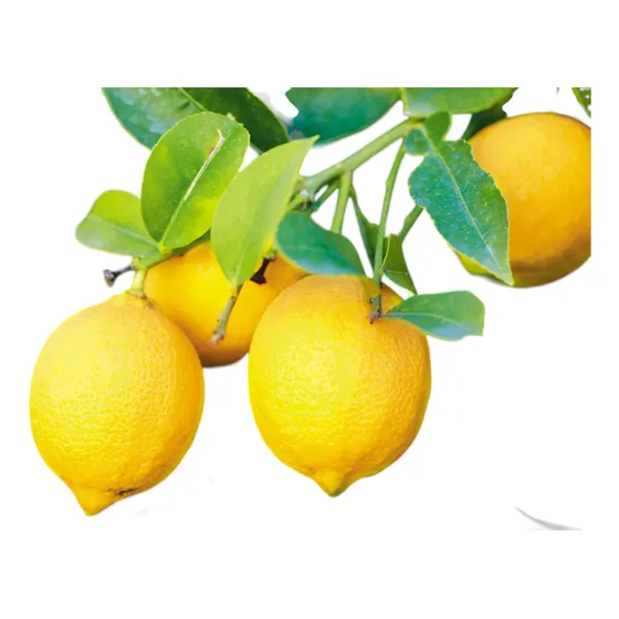Limoneros De Todo El Año Produciendo