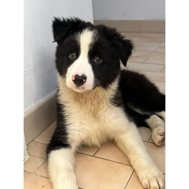 Cachorros Border Collie