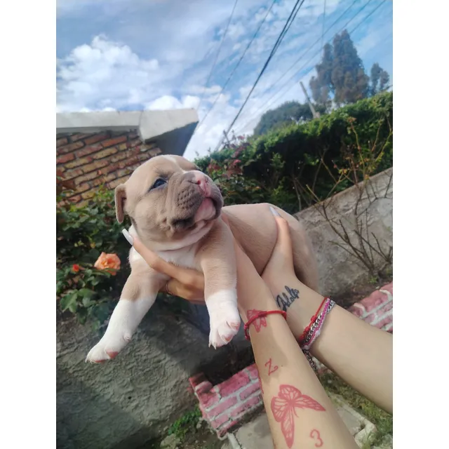 Pitbull American Bully Pokets Con Pedigree