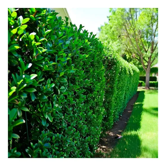 Olea Texana Verde Grande 1,40 Mts 15l Cerco Vivo Pack X10