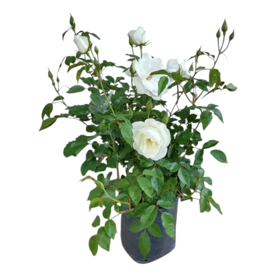 Rosas Iceberg Y Otras Variedades Y Venta Por Mayor Y Minor