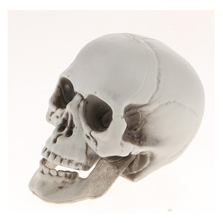 Cabeza De Esqueleto Modelo Simulado De Cráneo Humano Cabeza De Esqueleto Modelo Simulado De Cráneo Humano